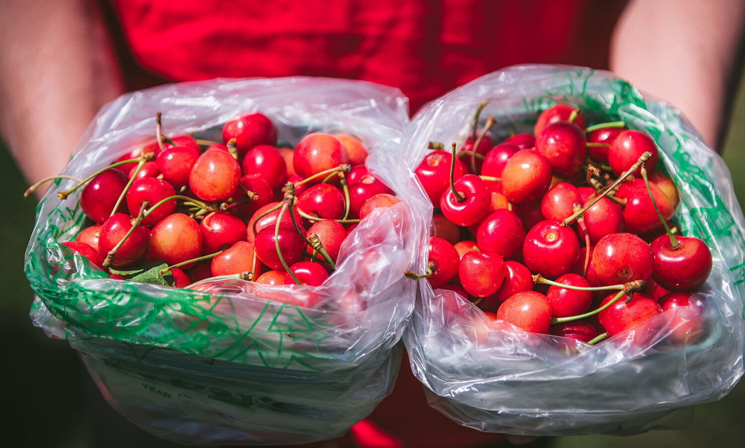 Hallstedt cherries